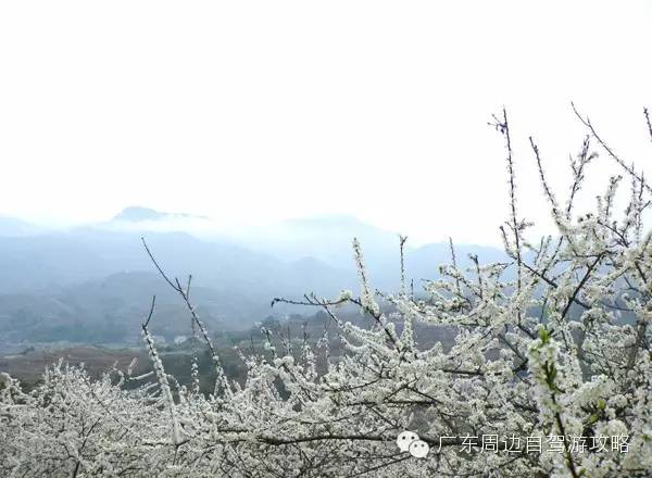 有人说,翁源的李花更胜桃花,尤其是三月好时节,翁源三华镇附近是一片