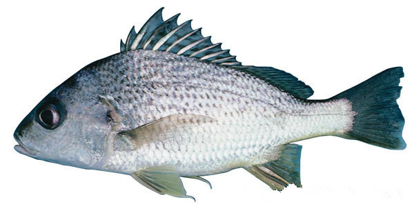 英文名:jew fish中文名:澳洲黄花鱼特征:银色,肉质较硬!