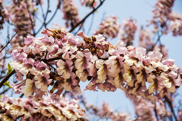 贵阳周边的青岩古镇里有许多桐木花,也正是盛开的季节,花香浓郁.