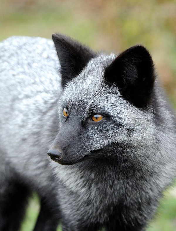 珍贵的黑狐狸,见过么好帅有没有