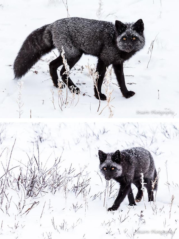 珍贵的黑狐狸见过么好帅有没有