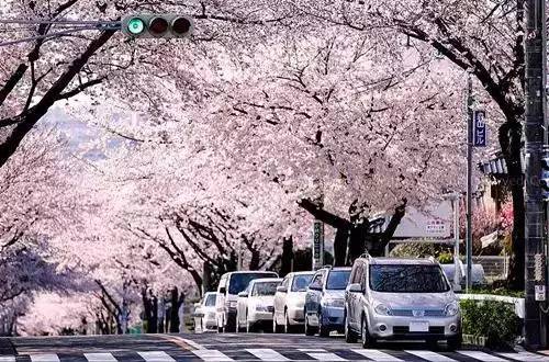 【美行摄影】日本樱花季要来了,你准备好了吗