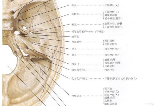 影像学检查:头颅x线片中