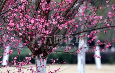 春日里,六安各大公园种植的梅花已含香吐蕊