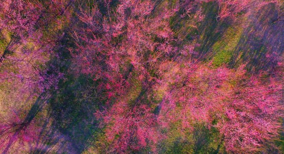 航拍各地花海 风景如画美不胜收(组图)