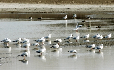 21日,一群冬候鸟红嘴鸥在江都邵伯渌洋湖畔嬉戏小憩.图片