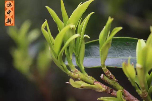 凤凰单丛:锯朵仔茶芽萌发了.