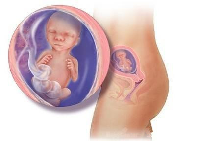 怀孕一周到四十周,胎儿发育图