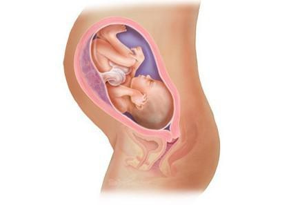 怀孕一周到四十周,胎儿发育图