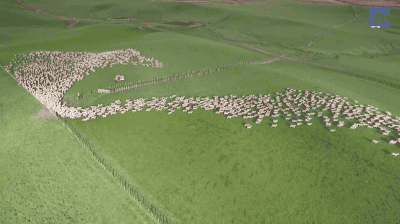 航拍牧羊,大片的即视感～ 一组航拍的牧羊动图