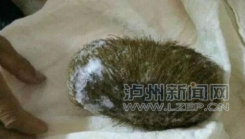 市民30万买“猪宝” 打开是猪毛