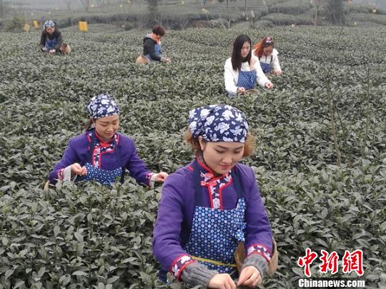 2016年蒙顶山春茶上市 第一背篓茶拍得96万元