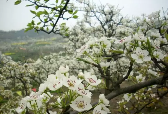 每到阳春三月,梨花飞舞,桃花映衬,整个梨花沟一片花的海洋.