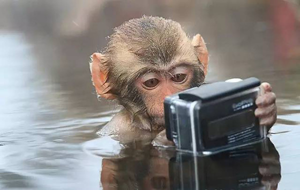 【组图】泡温泉,刷微信,玩自拍…这群猴子过着