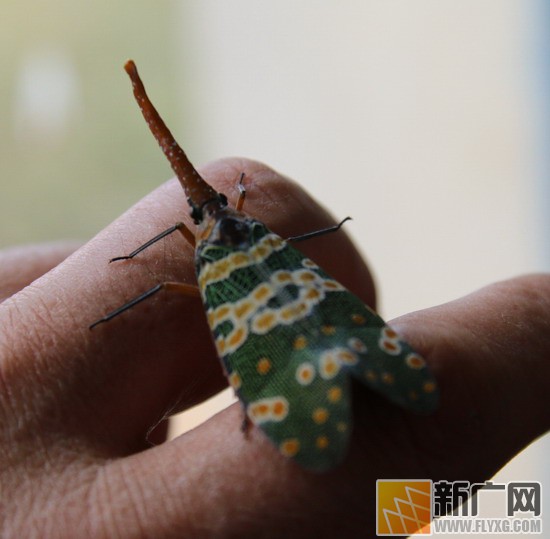 开远绿孔雀虫原来是只"鸡" 学名长鼻蜡蝉是害虫