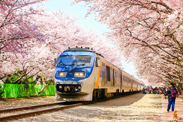 2016年3-5月韩国旅游春季樱花各种庆典