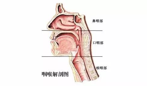 间接喉镜下配合喉咽异物钳(60元)