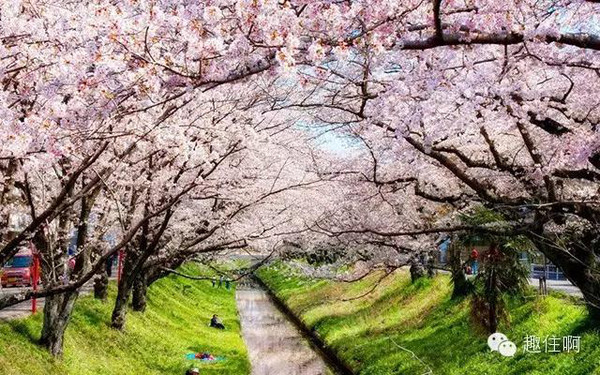 看樱花,住民宿,体验最地道的日本。