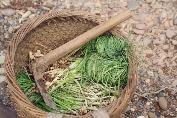 舌尖上的记忆--春天里的野菜