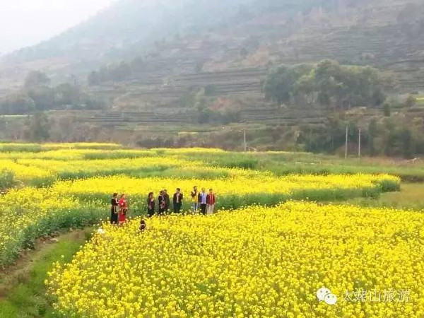 春节后,推荐8个福鼎乡村浪漫赏花地,福鼎太姥