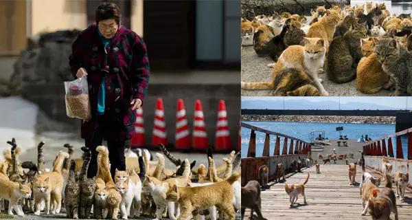 猫岛旅游攻略日本藏着一个喵星球