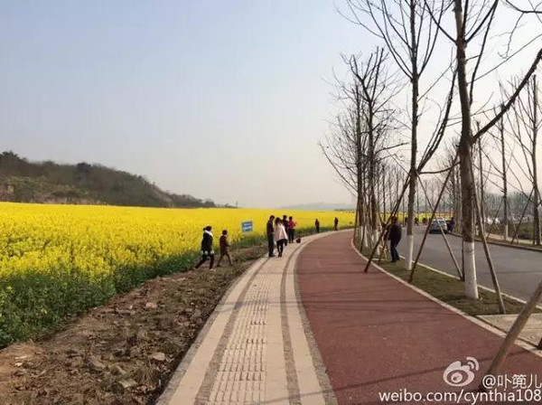 广阳坝伴着油菜花去烧烤