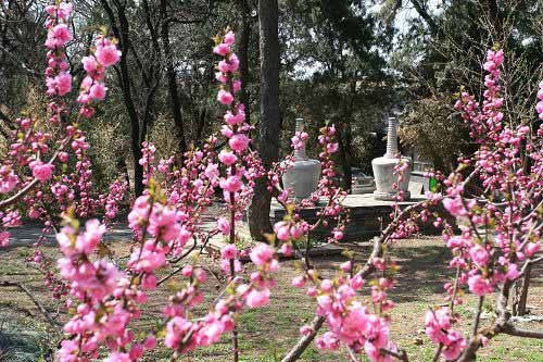 北京春游登山赏花好去处 登高踏青感受春天的