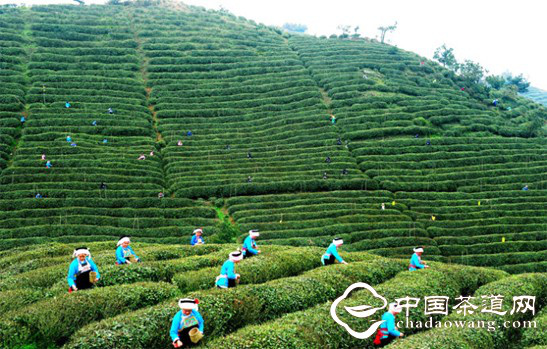 2012年贵州茶叶产量10.2万吨,综合产值86.图片