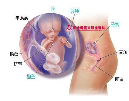 胎儿发育过程全40周图解 让你了解胎宝宝发育情况