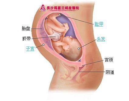 胎儿发育过程全40周图解 让你了解胎宝宝发育