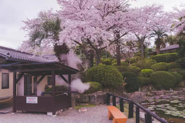 『 樱花温泉』