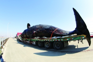 抹香鲸乘“专车”去大连 将制成世界最大的塑化标本