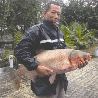 成都一单位景观湖内鱼满为患 捞起来给员工加餐