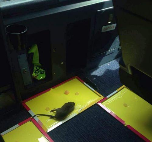 航班机舱内出现老鼠被迫返航 “作案”老鼠被捕杀