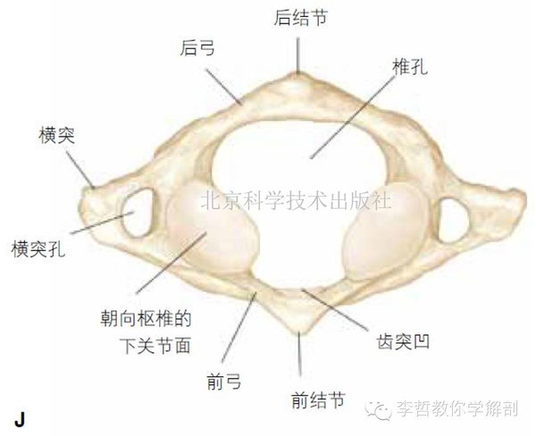 b. 前关节面:齿突前面与寰椎前弓相关节的部分 c.