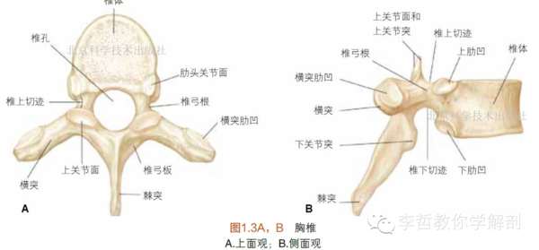 lww解剖学精要图谱剧透篇(二)---脊柱基础解剖学