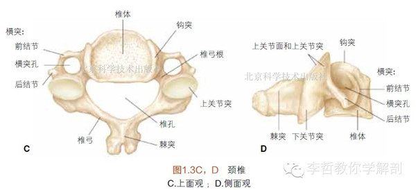 特殊颈椎(图1.3 i~k) 1. c1:寰椎 a. 无椎体;类似于环形 b.