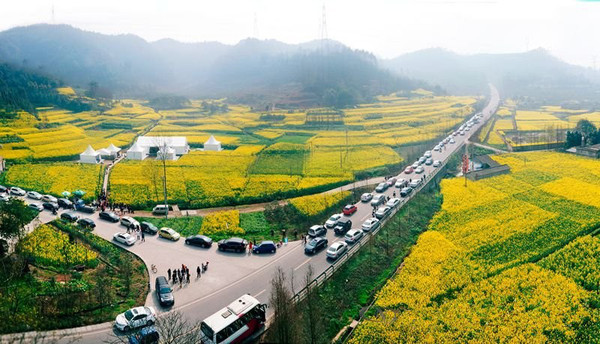 连接了街子古镇,怀远古镇,道明白塔湖等景点,看完油菜花,还可以去古镇