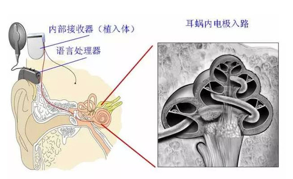 听觉中枢传导通路图 听觉传导通路 嗅觉传导通路示意图 第2页 大山谷图库