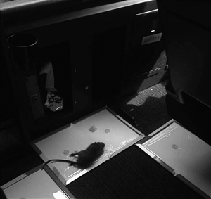客机发现老鼠后返航 工程师：怕它咬坏线缆