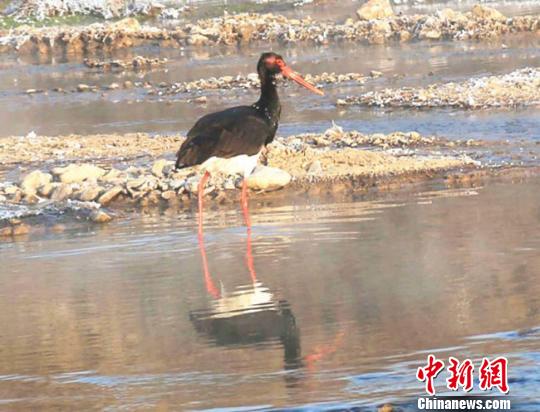 甘肃平凉泾河湿地发现国家一级保护动物黑鹳(