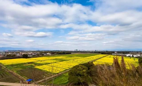 3月广州周边最佳油菜花观赏地推荐,气质不输婺源