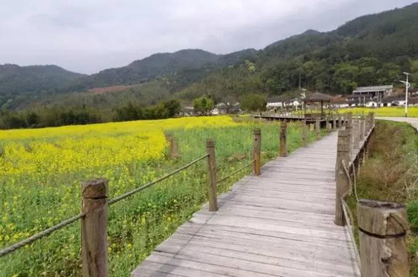 3月广州周边最佳油菜花观赏地推荐,气质不输婺源