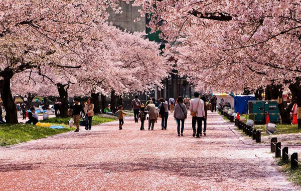 春季的日本之旅有这份樱花地图就够了!
