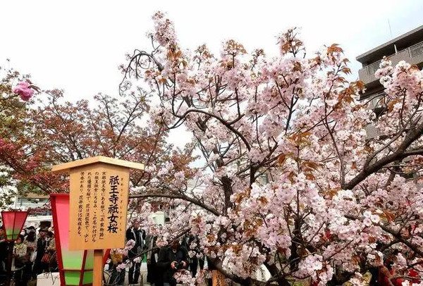 春季的日本之旅有这份樱花地图就够了!