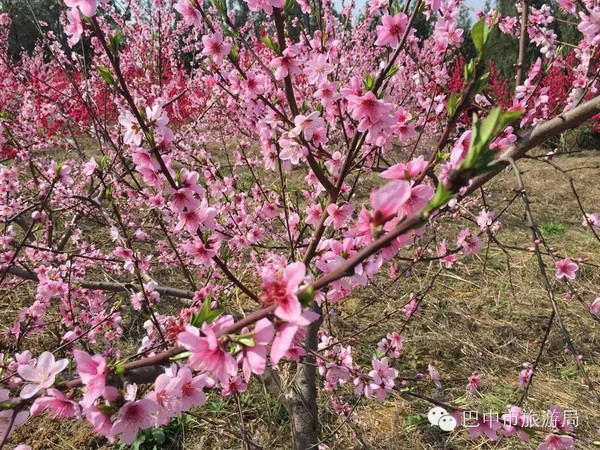 推荐地:苏山坪,水宁寺佛龛农庄,清江七彩世界