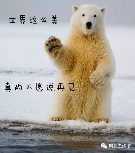 北极熊的眼泪:世界这么美,真的不愿说再见!