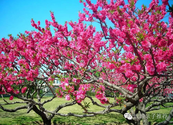 成都市龙泉驿区桃花沟