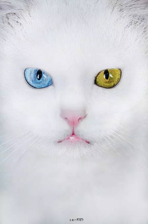 èһ۾Ϊɫ,Ҳ˫Ϊɫ.ɫ˹è.