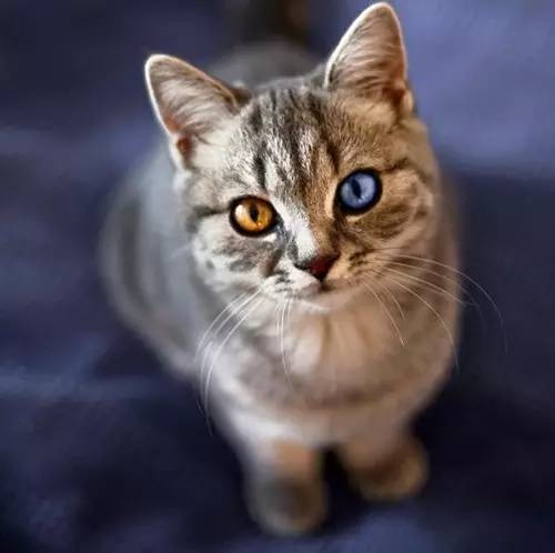 猫的双瞳,到底有多少种颜色